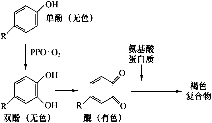 三、蝦的黑變機(jī)制及其抑制